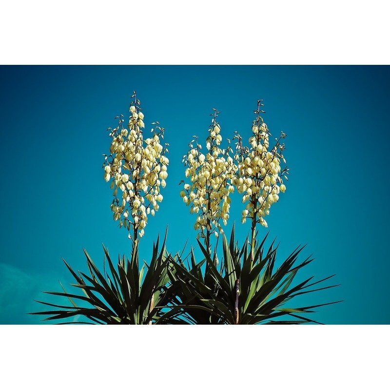 Yucca filamentosa - Palmlilie - Weie Blte  Teeninga Palmen