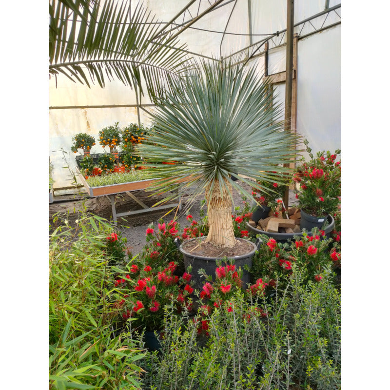 Yucca rostrata - Palmlilie  Teeninga Palmen