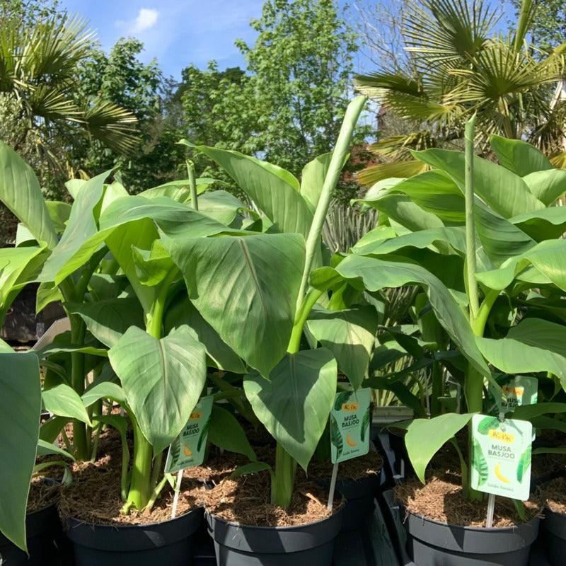 Musa basjoo - Japanse Vezelbanaan