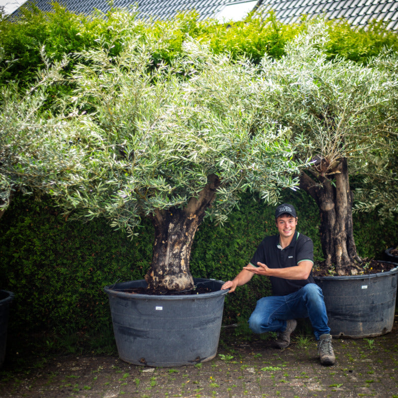 Olivenbaum - Olea Europea  Teeninga Palmen