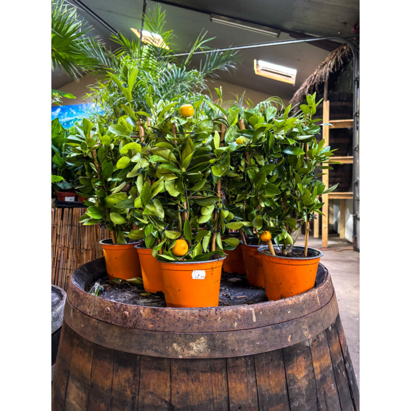 Citrus Mitis 'Calamondin' - Sinaasappelboom - Biologisch