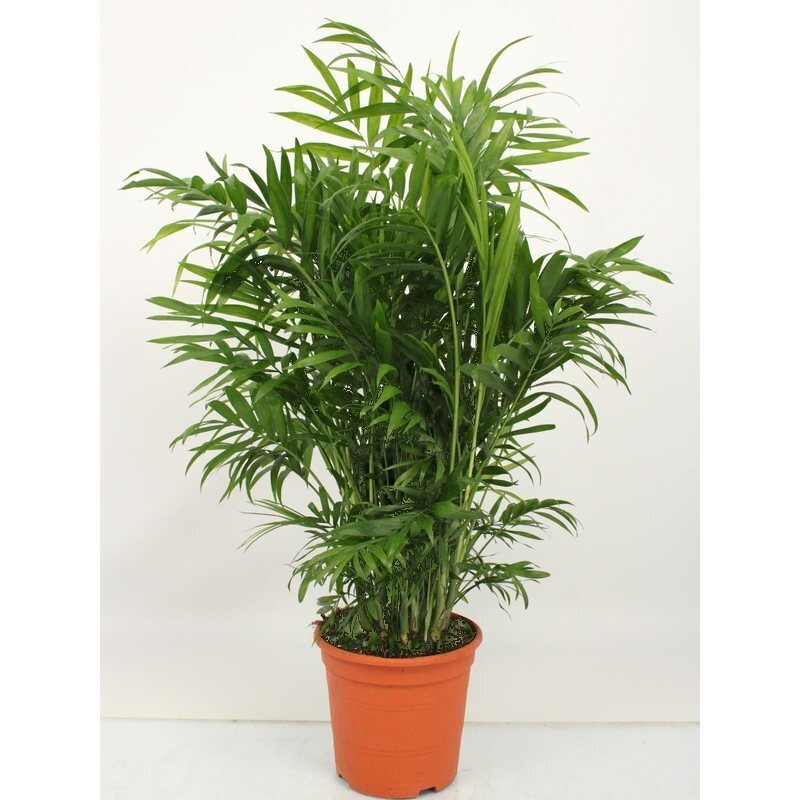 Chamaedorea elegans - Mexikanische Bergpalme  Teeninga Palmen