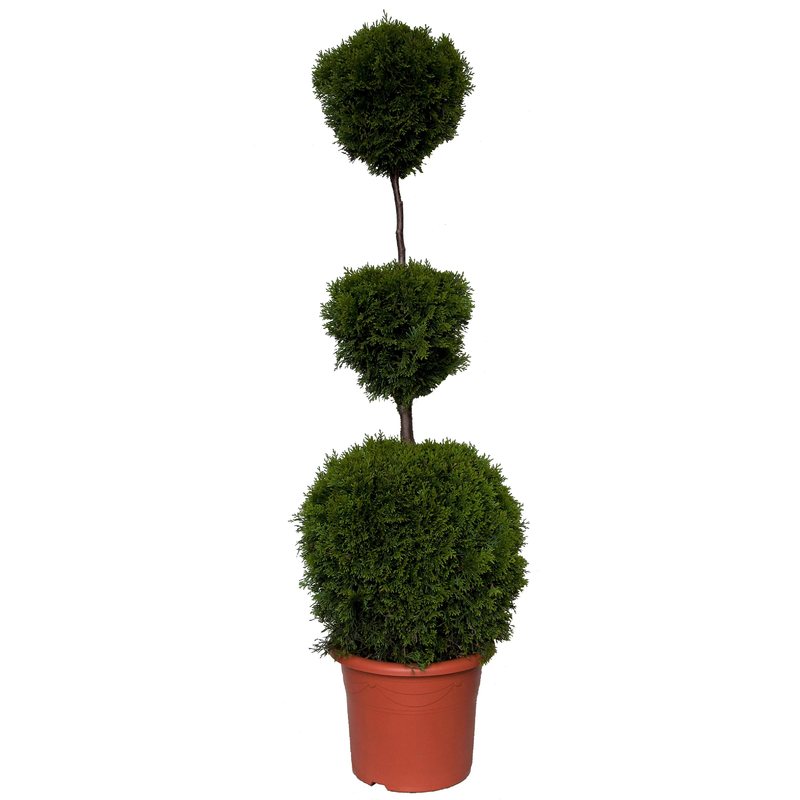 Thuja occidentalis 'Jantar' - Italiaanse vorm snoei - Westerse Levensboom
