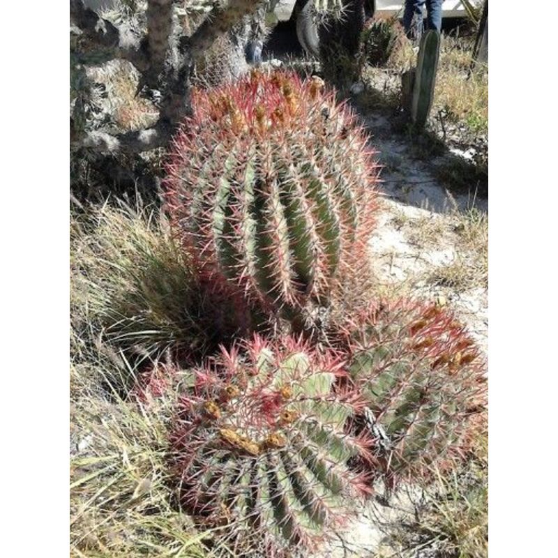 Ferocactus pilosus - Mexikanischer Limettenkaktus  Teeninga Palmen