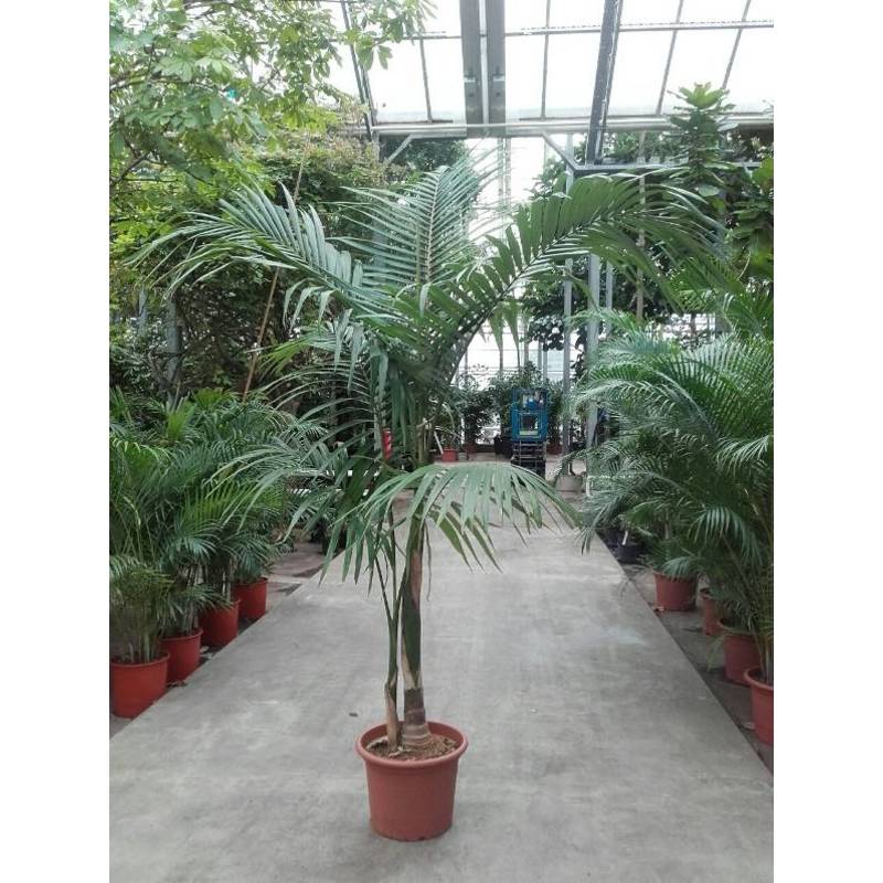 Archontophoenix alexandrae - Koningspalm - King Alexander Palm