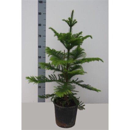 Araucaria heterophylla - Zimmerhhle  Teeninga Palmen