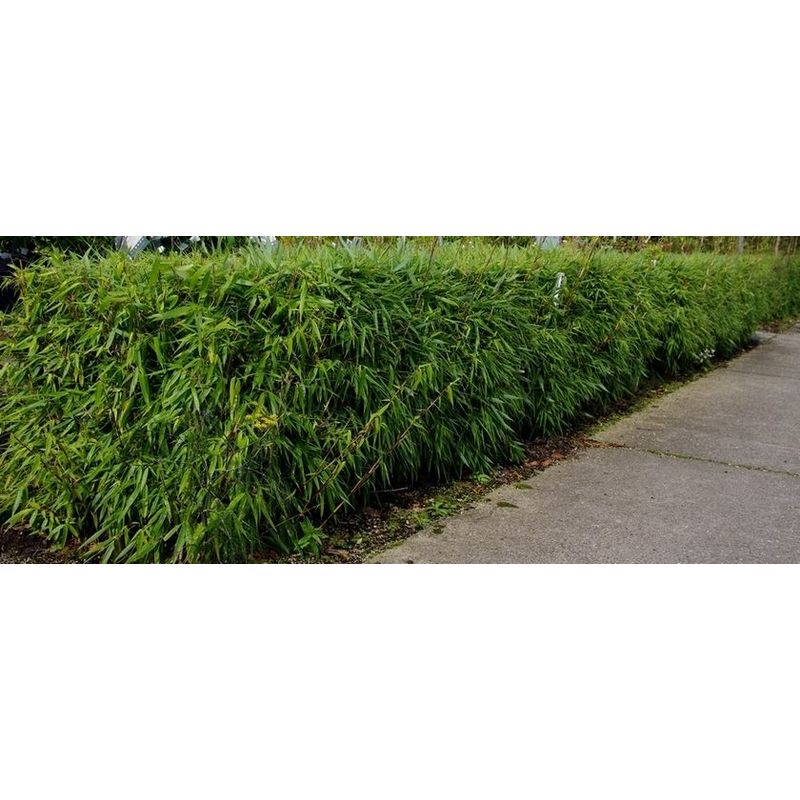 calathea hängepflanze Calathea Makoyana – Pfauenpflanze – Terrarienpflanze – urbanjngl.com