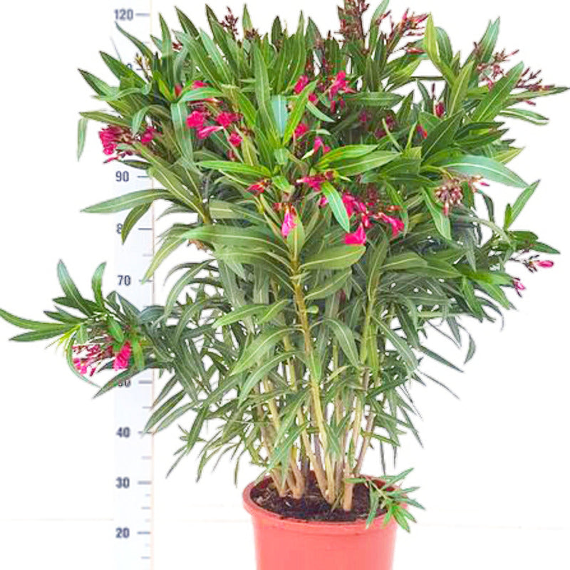 Nerium Oleander  Teeninga Palmen