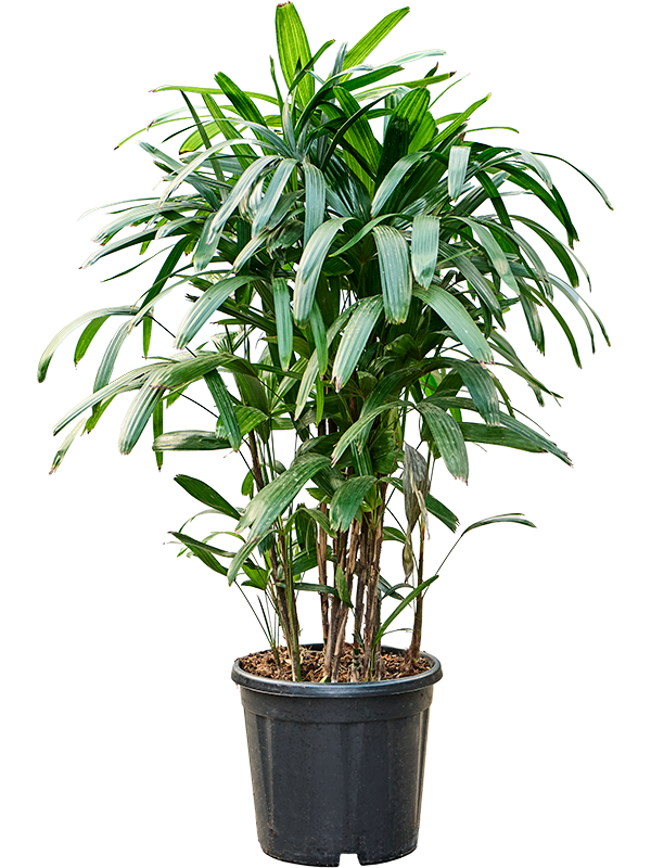 Rhapis excelsa - Bambuspalme  Teeninga Palmen