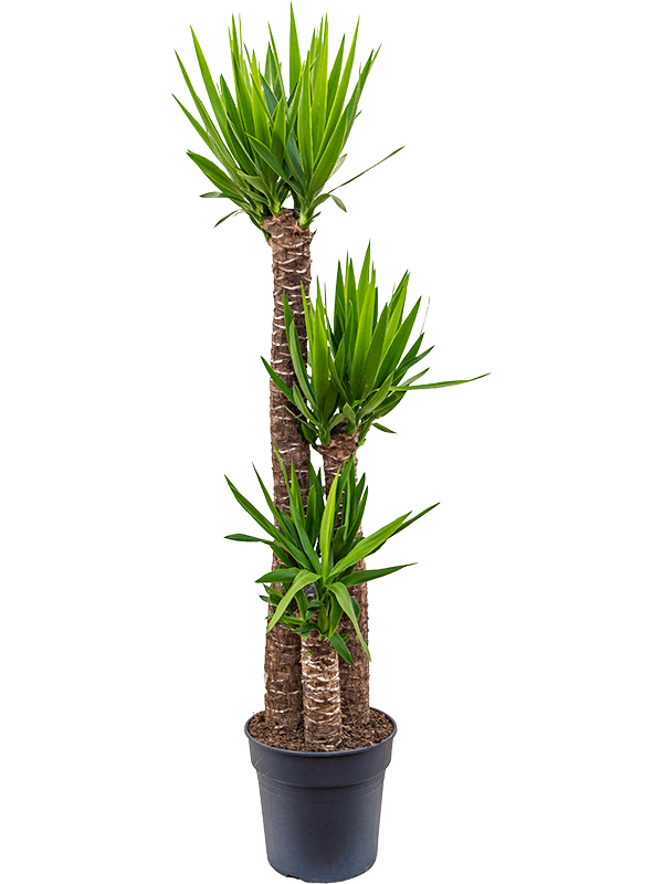Yucca elephantipes 'Jewel' - Palmlilie  Teeninga Palmen