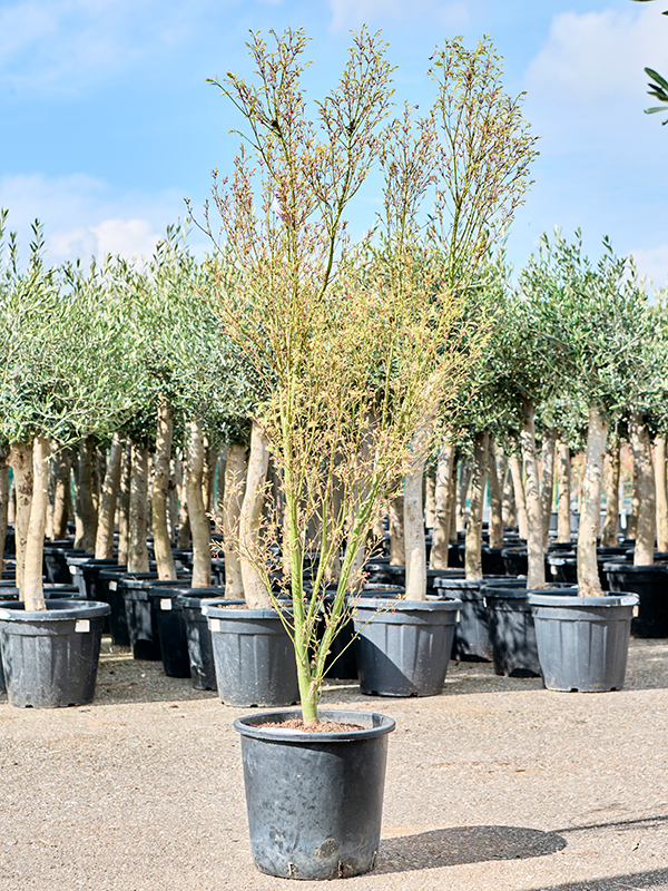 scindapsus treubii moonlight variegata Scindapsus treubii Moonlight Albo Variegata 4"  Kent East Hill Nursery