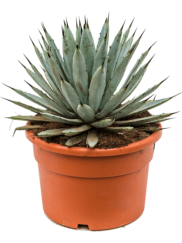 Agave macroacantha  Teeninga Palmen