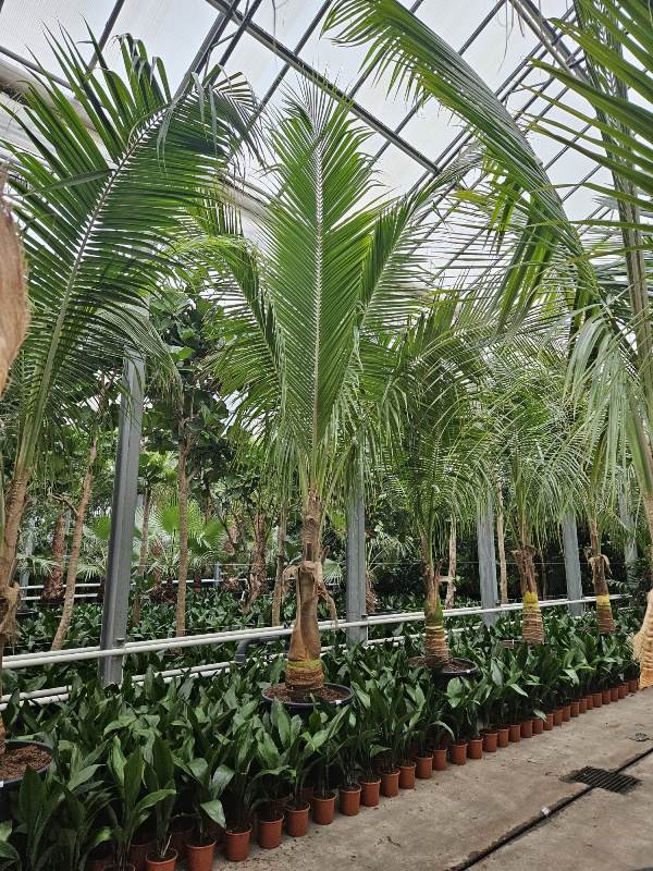 Kokospalm (Cocos nucifera)