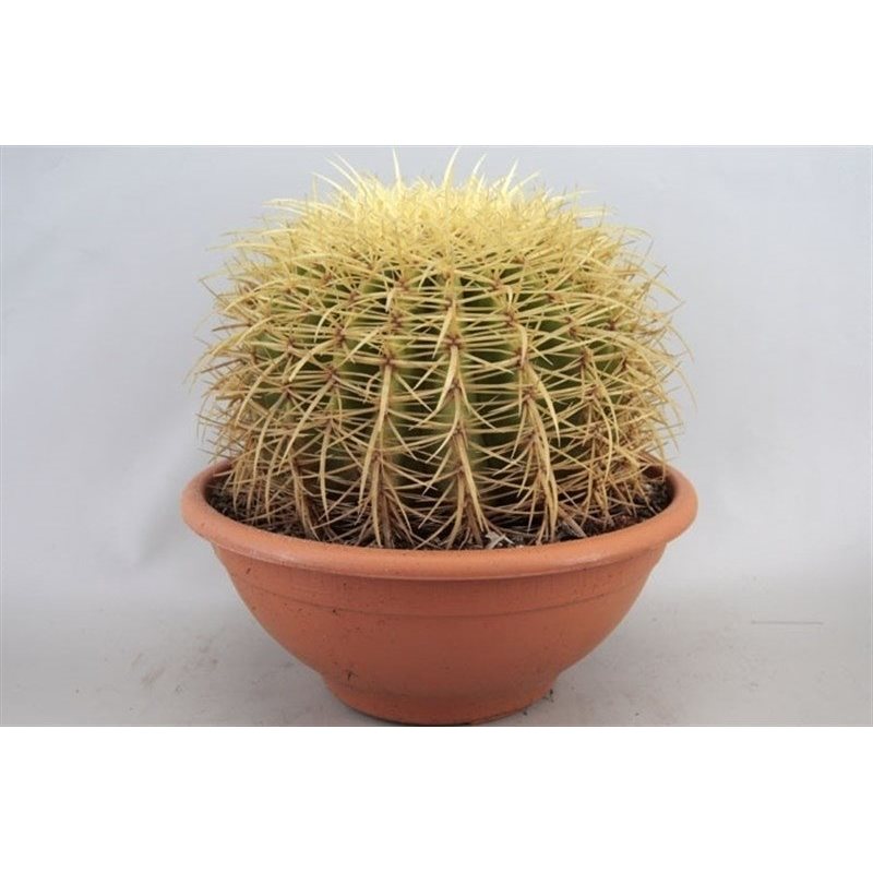 Echinocactus grusonii - Schoonmoedersstoel