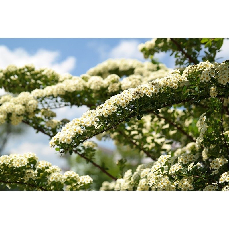 Spierstruik - Spiraea cinera Grefsheim