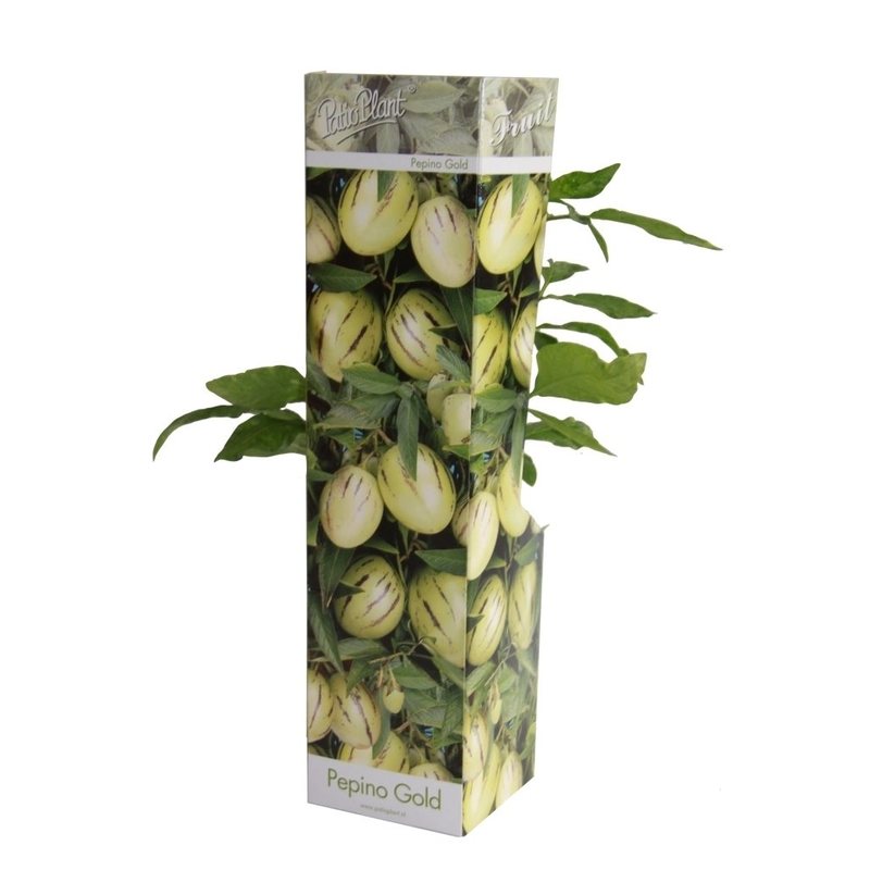Solanum muricatum - Appelmeloen - 'Pepino Gold'