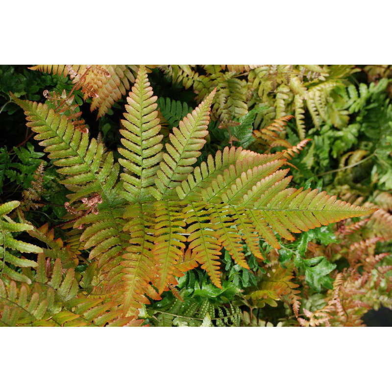 Dryopteris erythrosora - Herfstvaren