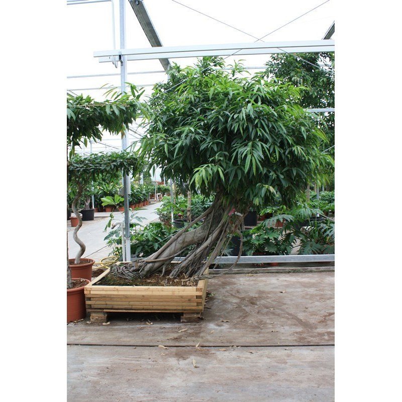 alocasia variegata pink Alocasia Bambino Variegated Pink | Alocasia Bambino Variegata in 4.5” Pot |  Rare Indoor Plant for delivery main image 1