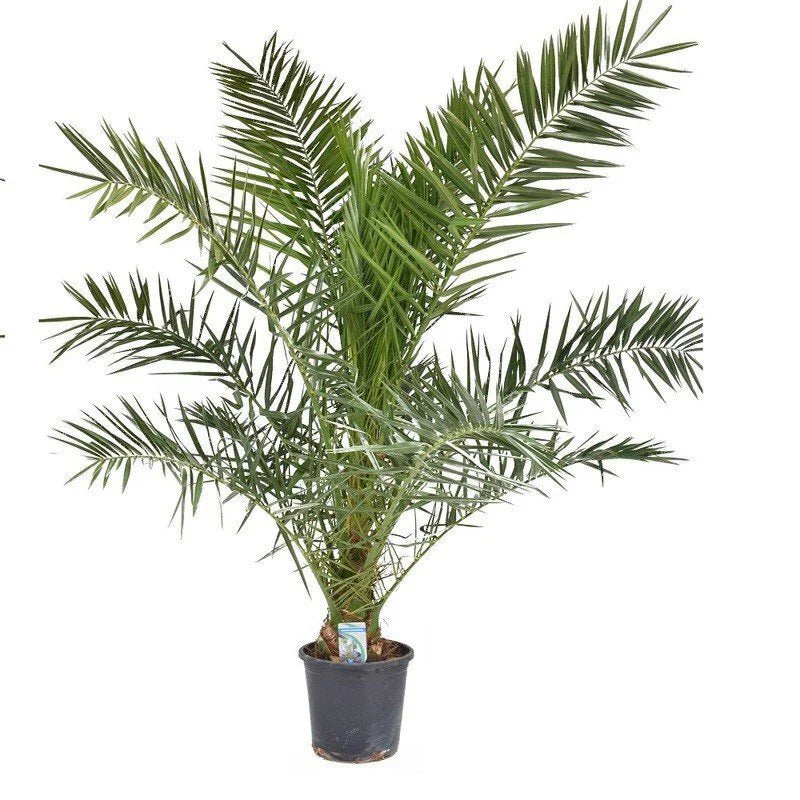 zimmerpflanzen areca-palme Areca Palme Dypsis Lutescens Ø12cm 40cm Zimmerpflanze kaufen main image 0