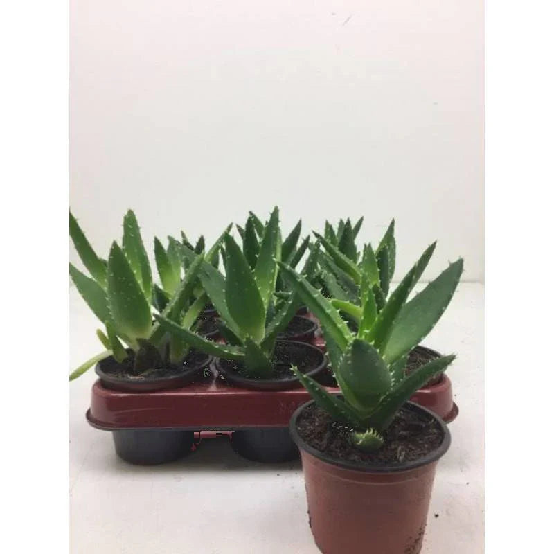 Aloevera mitriformis - Woestijn Vetplant