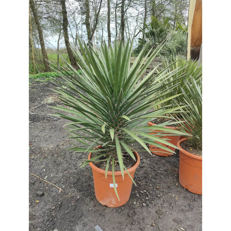 Yucca filifera - Palmlelie