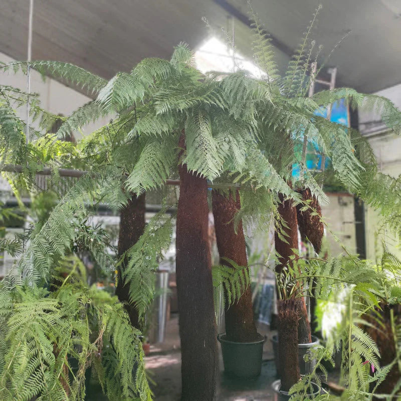 Dicksonia antarctica - Tasmanischer Baumfarn  Teeninga Palmen