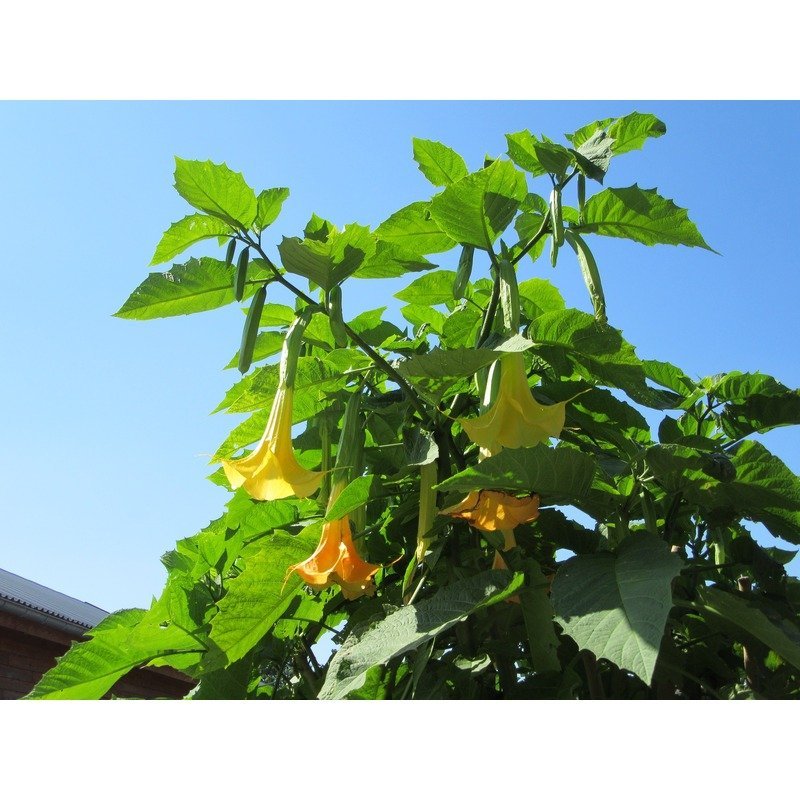 Brugmansia - Engelentrompet - Verschillende Kleuren Biologisch