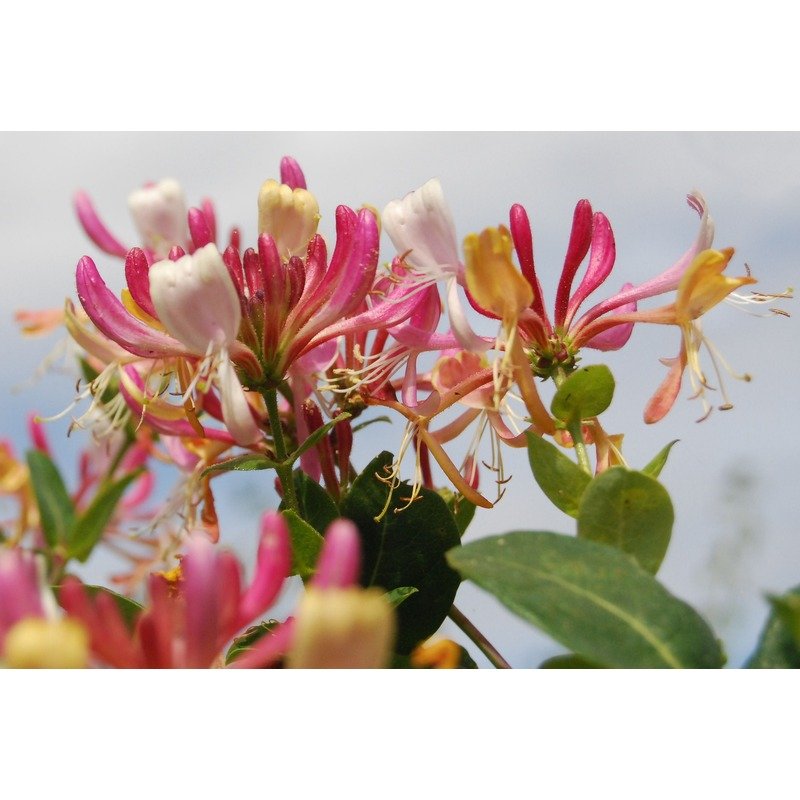 Geiblatt - Lonicera heckrottii  Teeninga Palmen