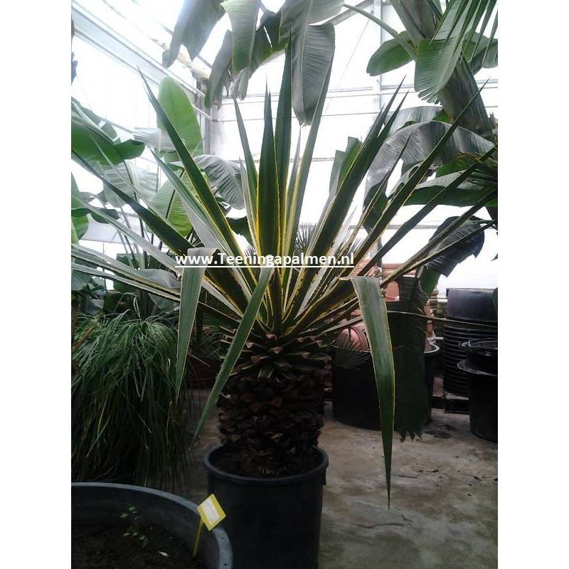 Agavaceae - Tequila Agave - Tropische agave