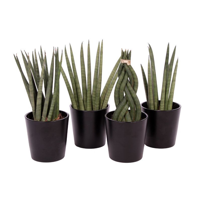 snake plant seeds Green Snake Sansevieria Seeds for Planting  Heirloom, Non-GMO, High G   Earthechoseeds