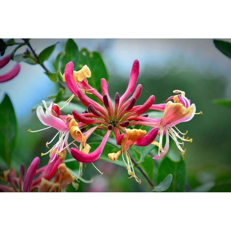Geiblatt - Lonicera henryi  Teeninga Palmen
