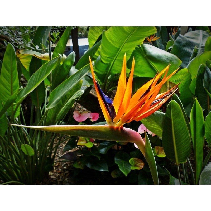 Strelitzia - Paradijsvogelbloem