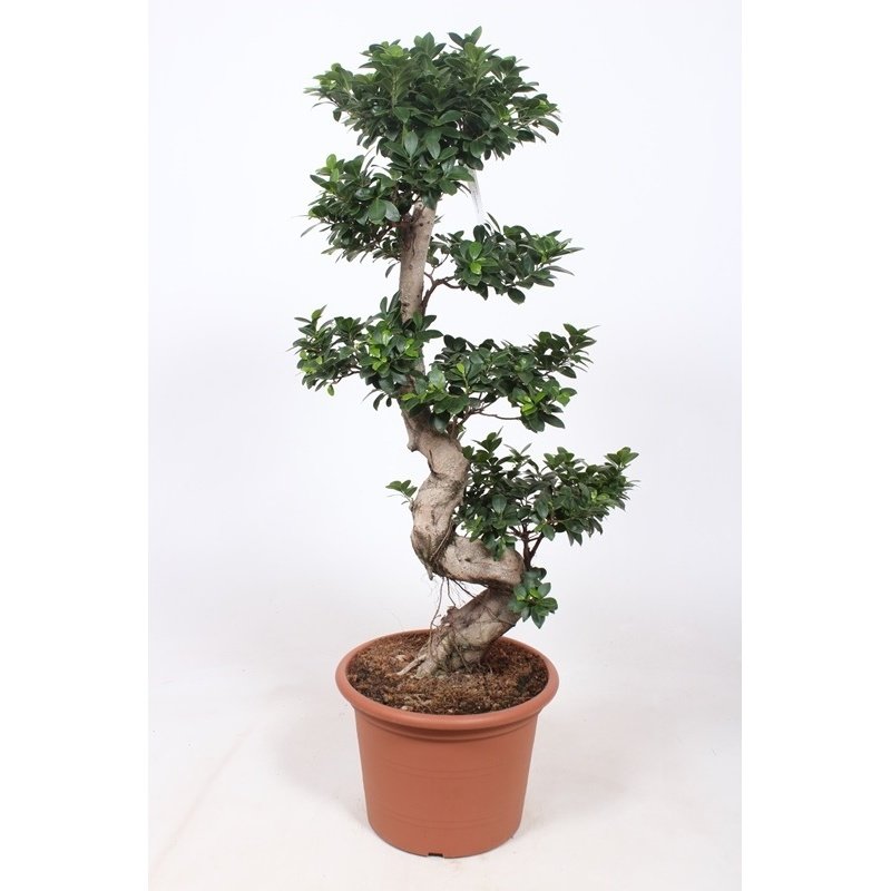 Ficus microcarpa 'Ginseng' - Bonsai  Teeninga Palmen