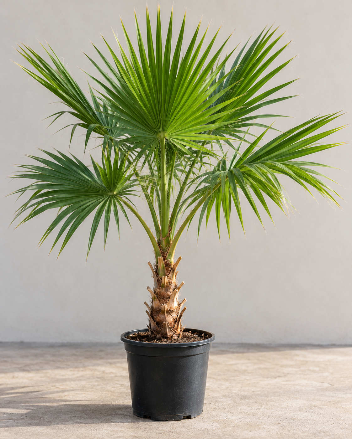 Washingtonia robusta - compacte volgroeide Woestijnpalm in kleine zwarte pot
