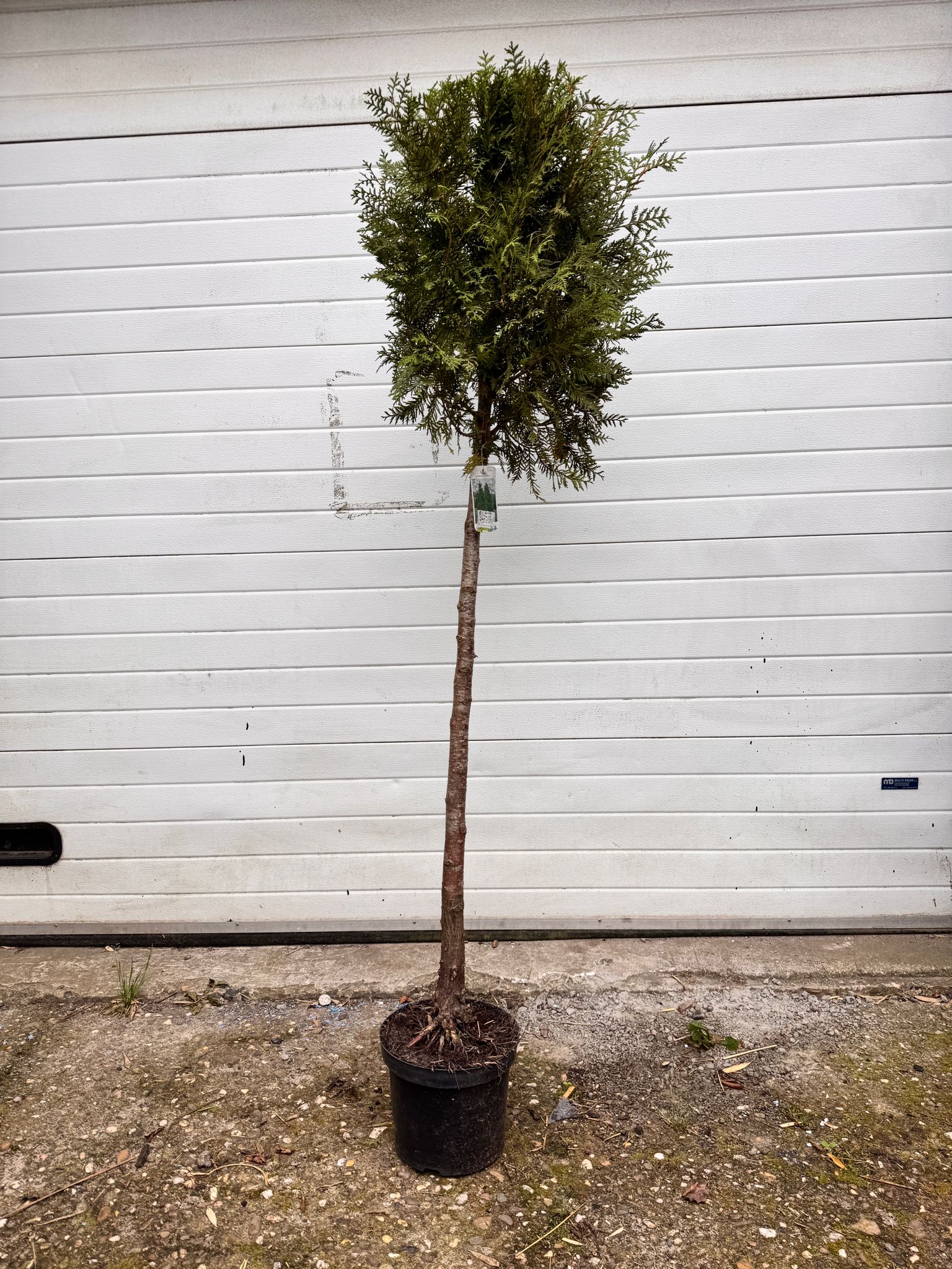 Thuja - Levensboom