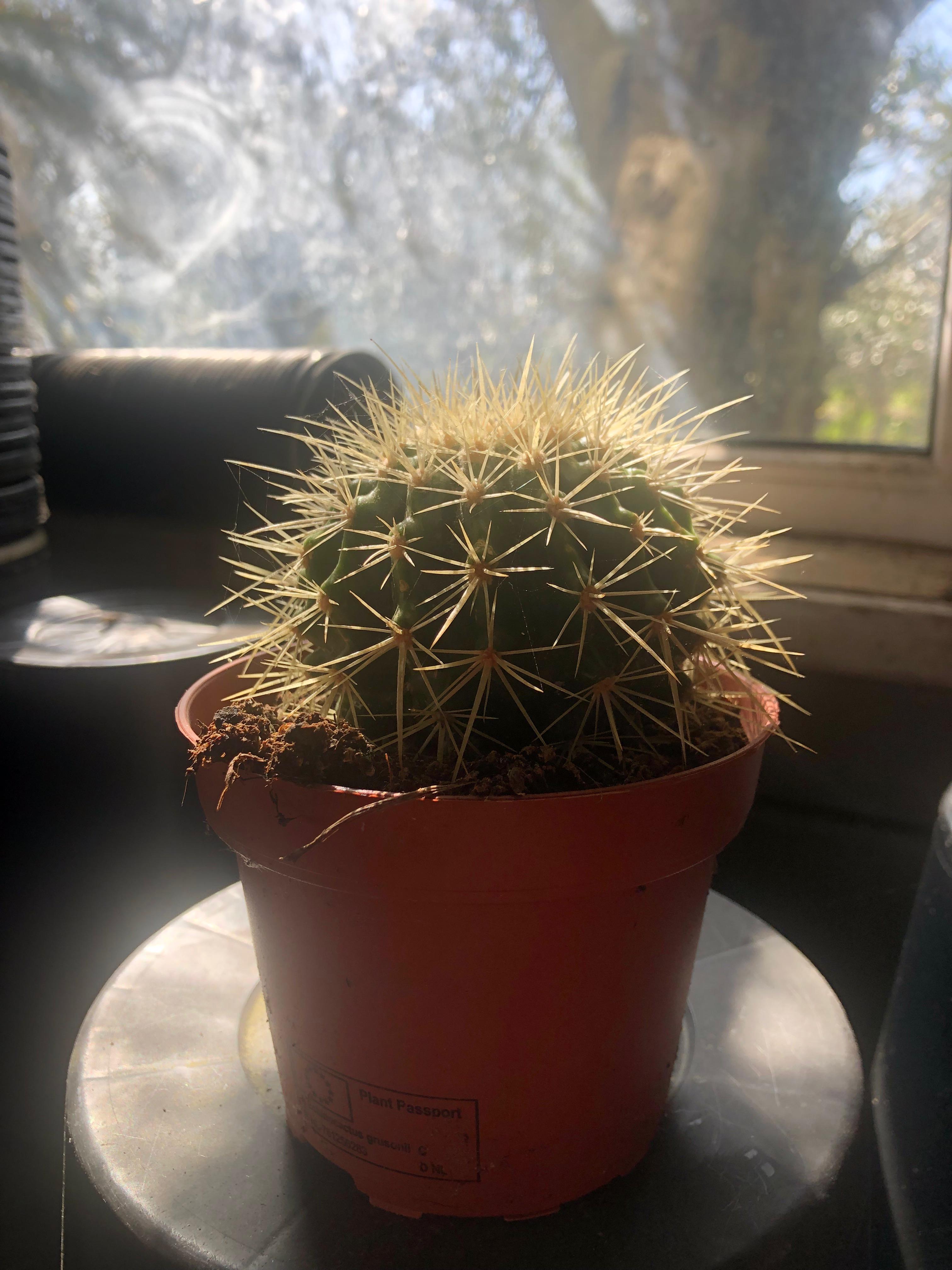 Echinocactus grusonii - Mother-in-law's chair cactus