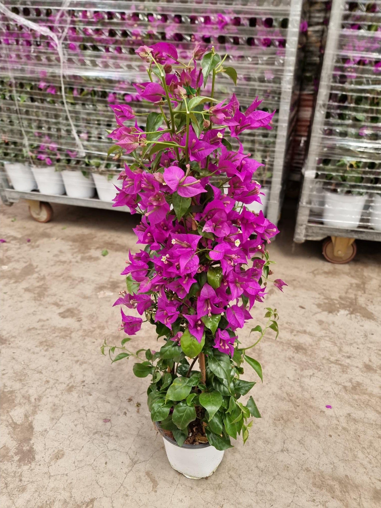 Bougainvillea