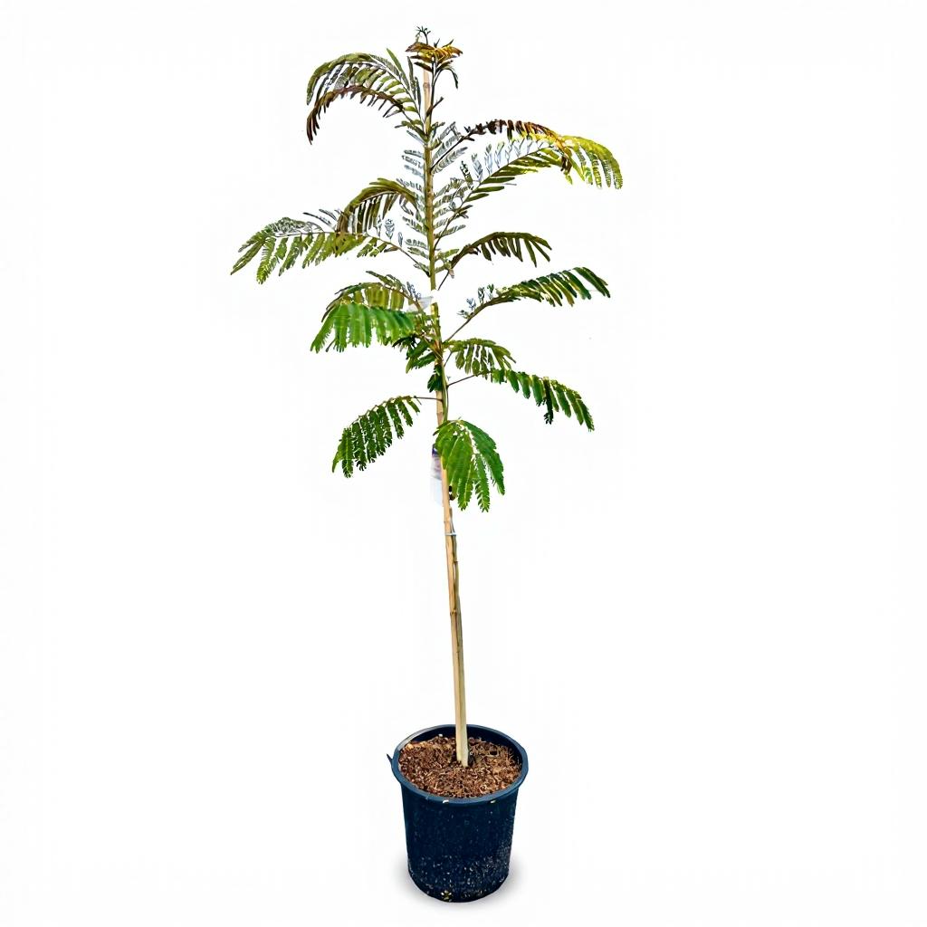 Albizia julibrissin - Perzische Slaapboom