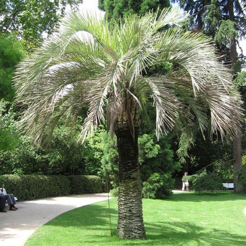 Butia capitata - Geleipalm