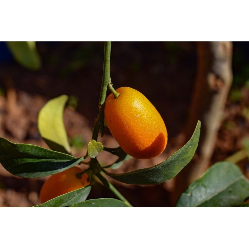 Citrus japonica - Kumquat Fortunella