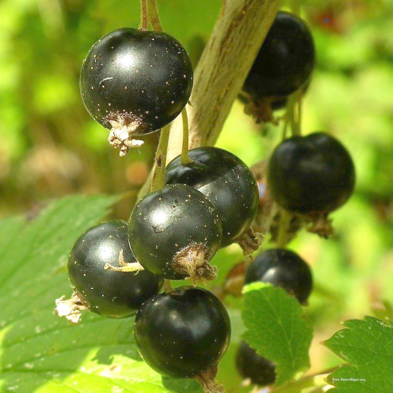 Ribes nigum - Schwarze Johannisbeere – Teeninga Palmen