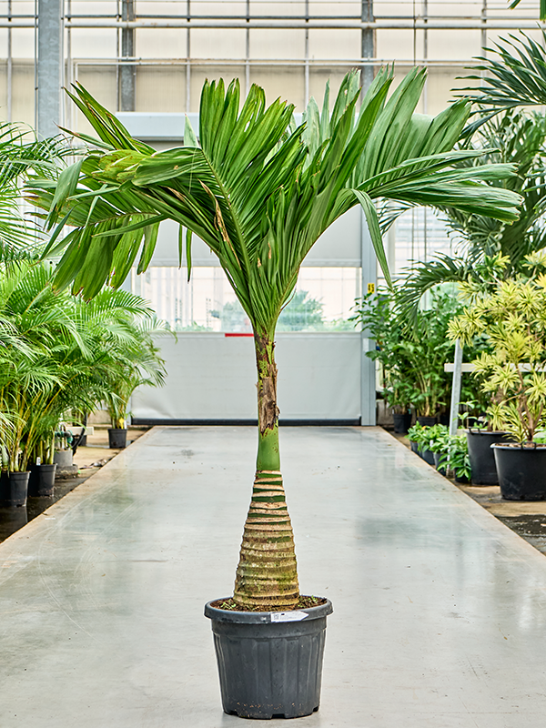 Areca catechu - Betelpalm