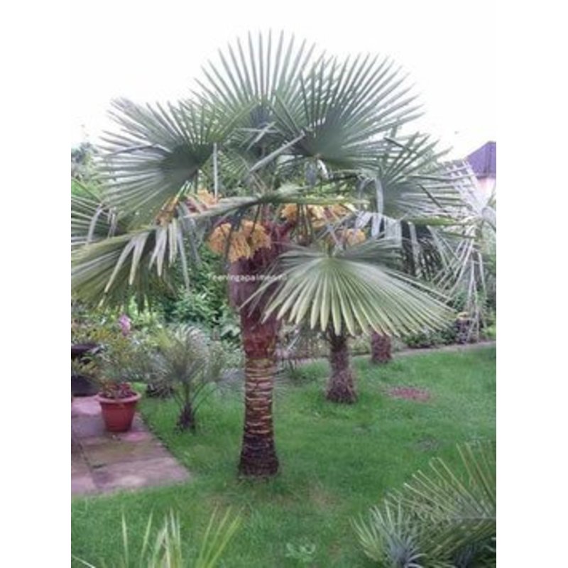 Trachycarpus fortunei 'Nainital' - Indian Palm