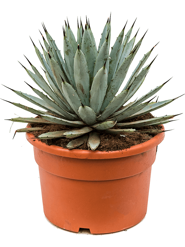 Agave macroacantha