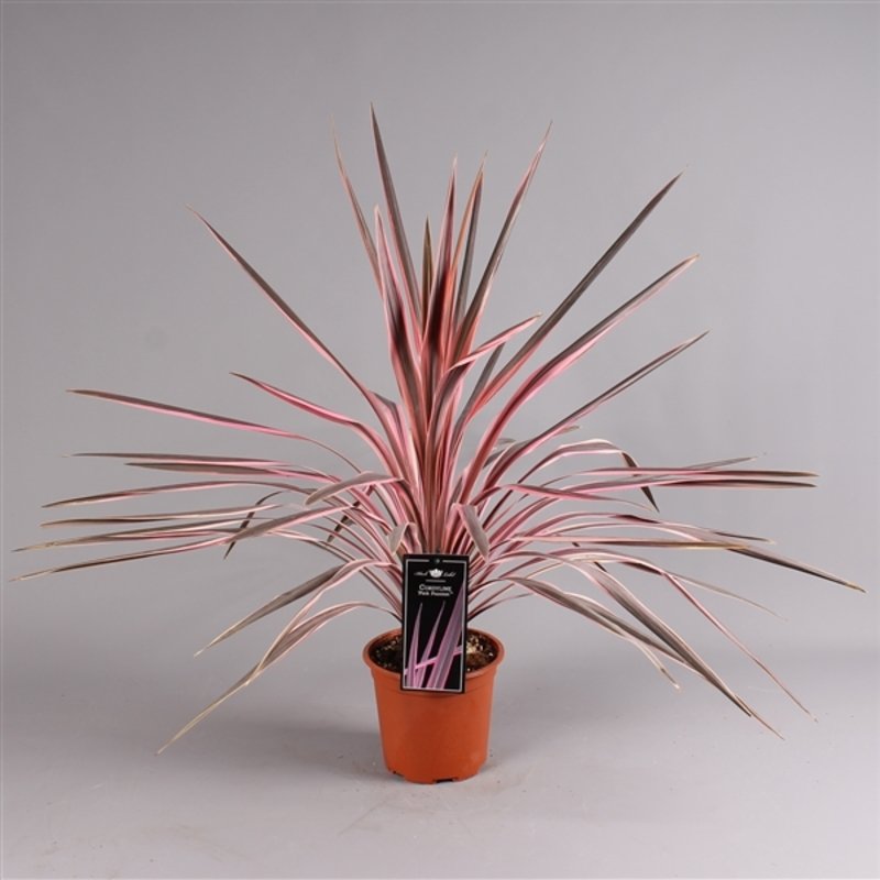 Cordyline Pink Passion - Roze koolpalm