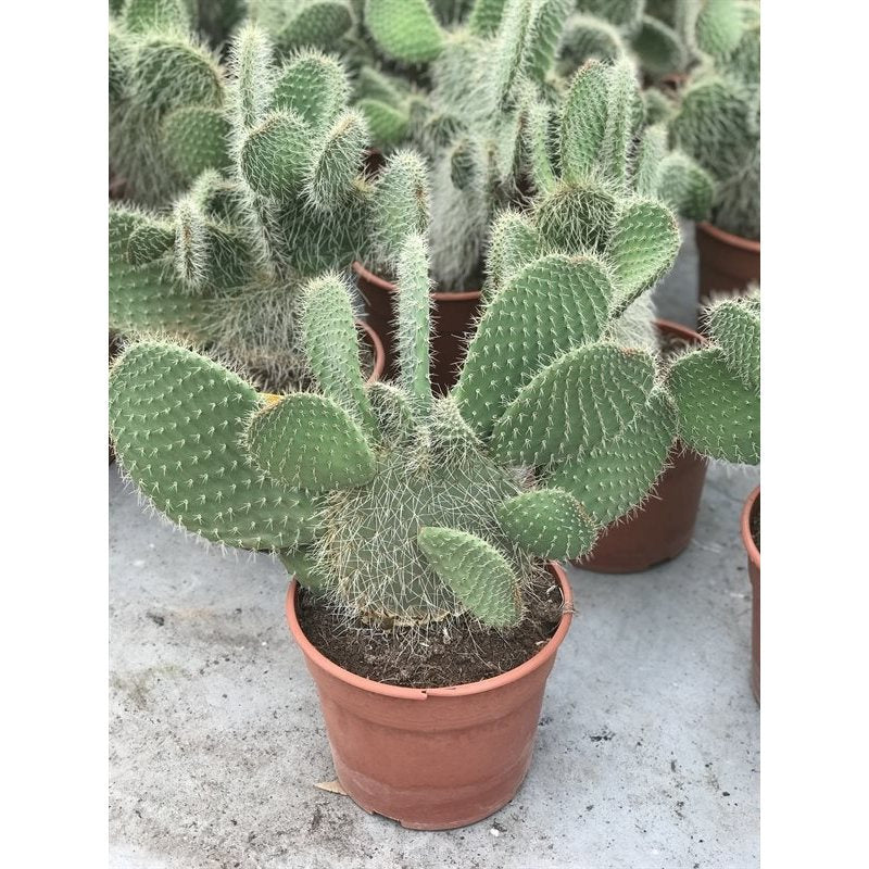 Opuntia indica - Vijgcactus/Schijfcactus