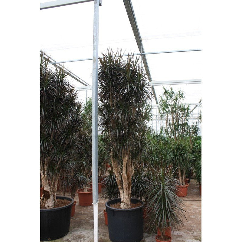 Dracaena magenta - Drakenbloedboom