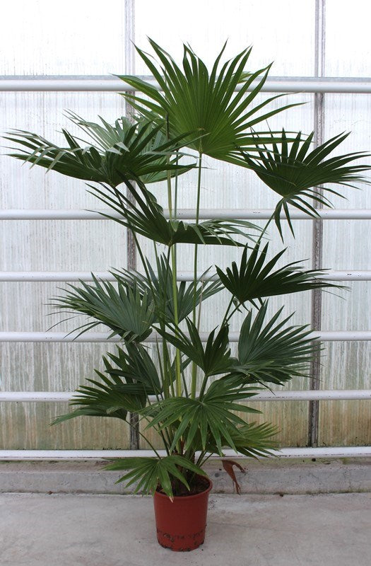 Livistona chinensis - Chinese Schermpalm