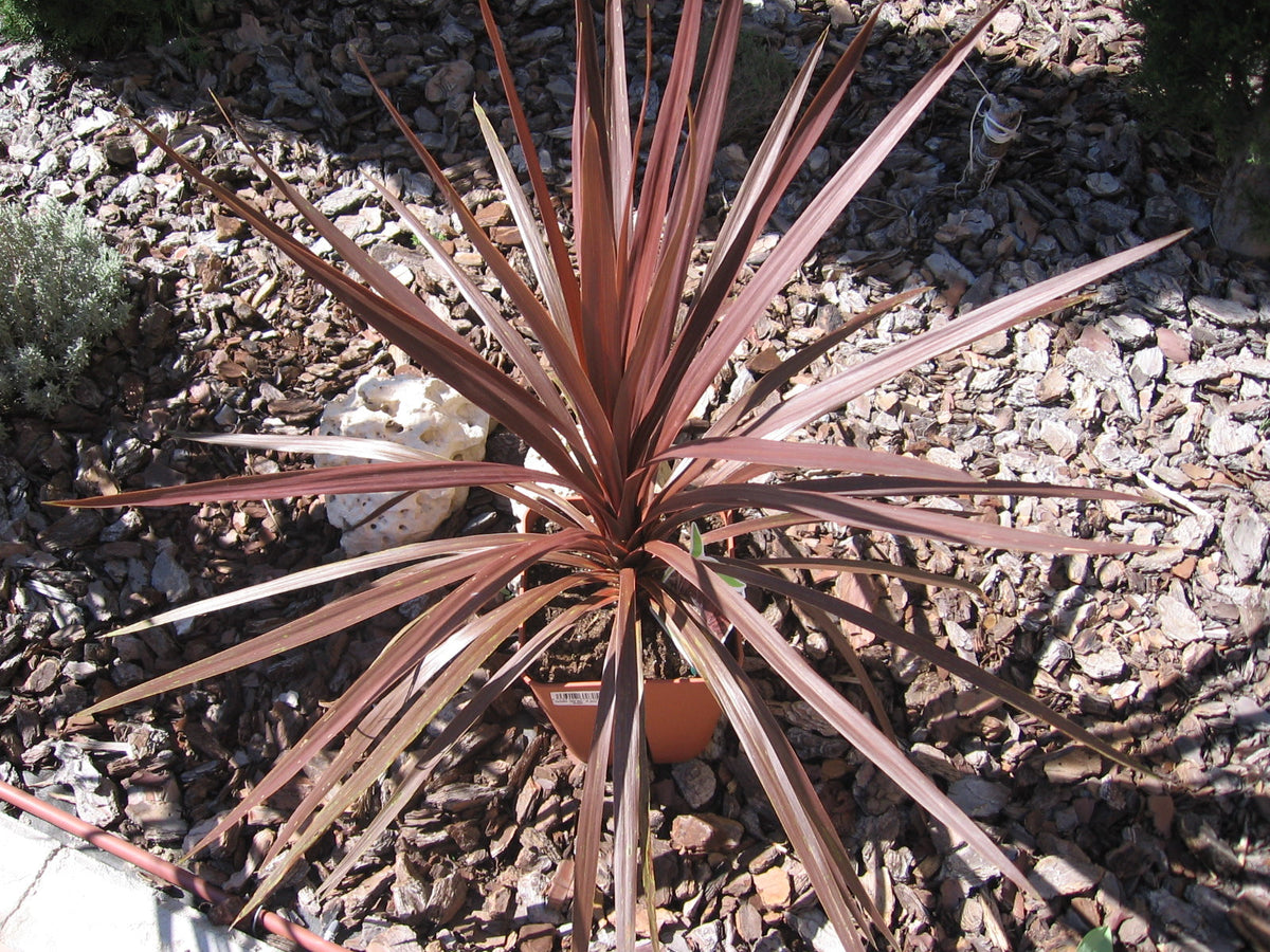 Cordyline australis Red Star - Rode Koolpalm als compacte roodbladige plant