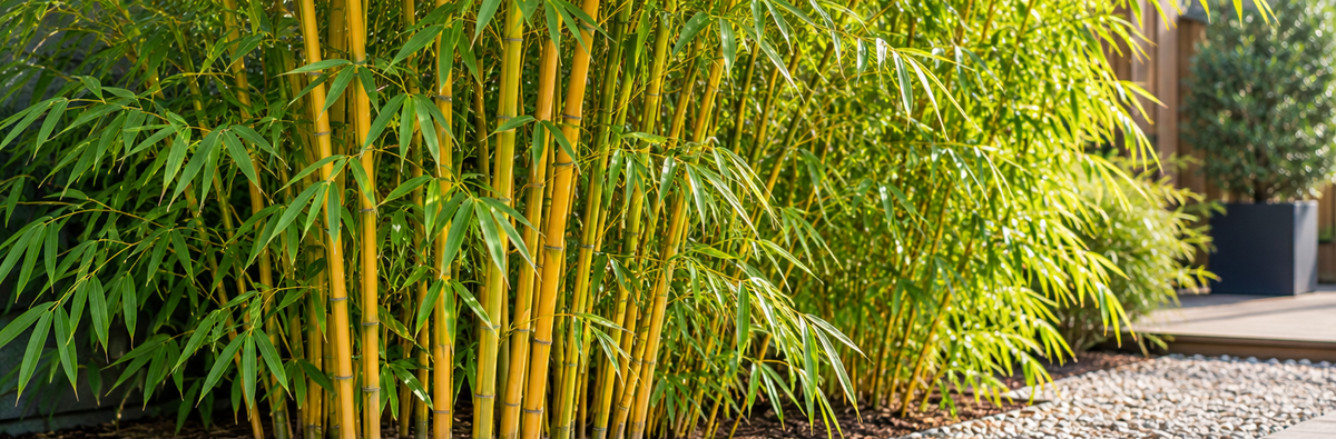 Phyllostachys aureosulcata Spectabilis gele bamboe in tuin